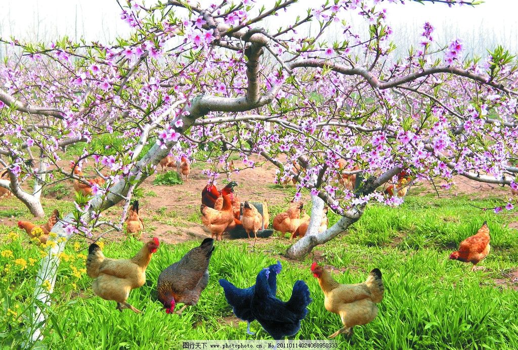 桃树纸贴画图片展示