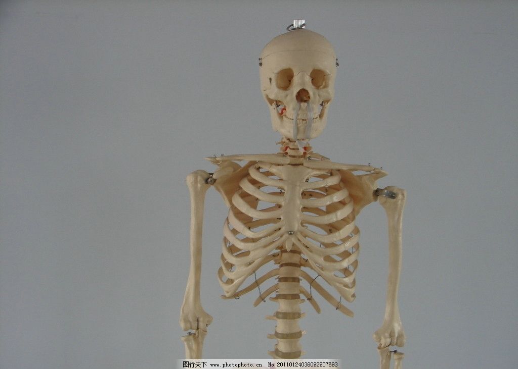 头骨骼素描图片展示