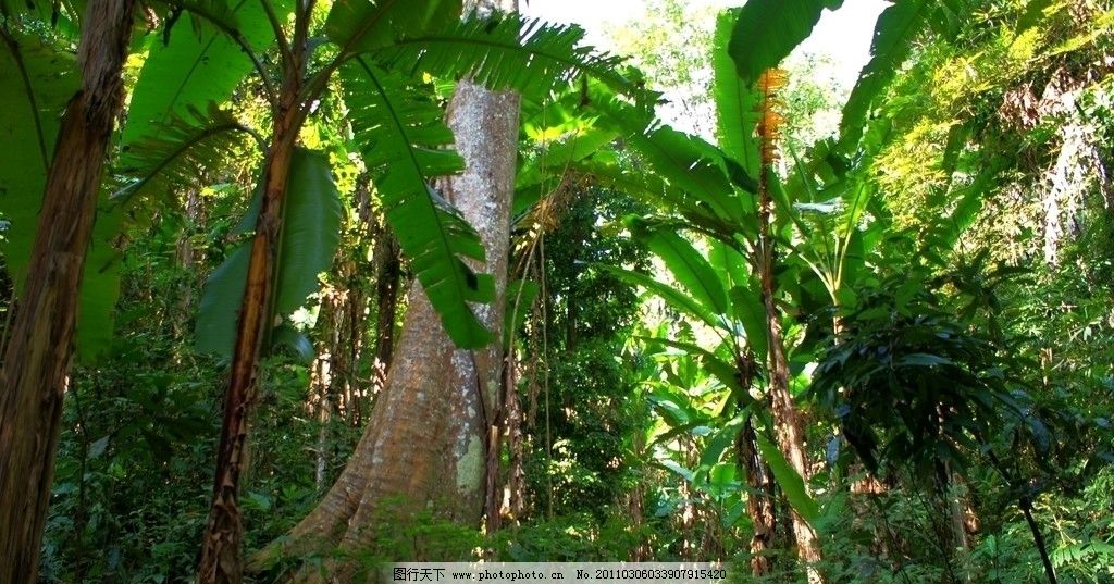 国家级自然保护区 植被 南亚热带植物 森林 树林 热带丛林 自然风景