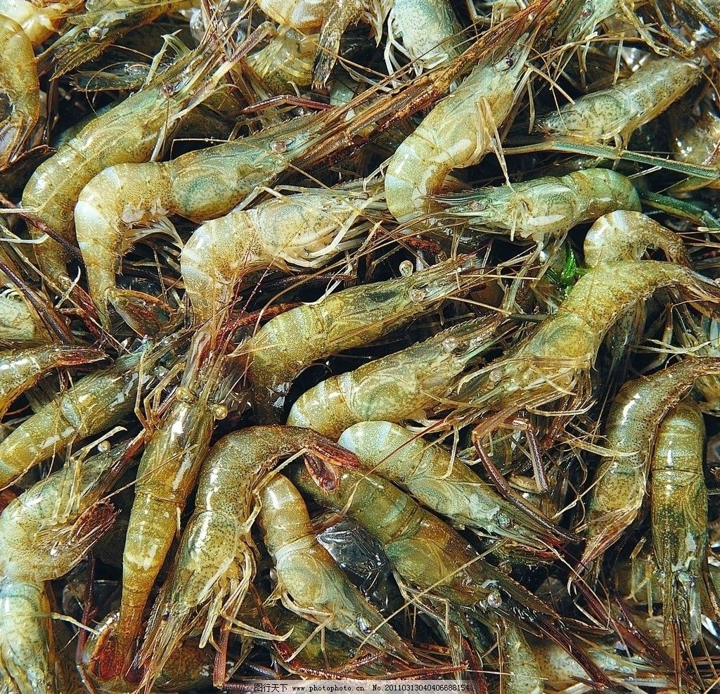 海虾种类大全海水,海虾种类大全品种(第2页)_大山谷图库