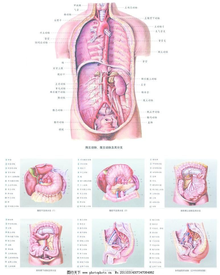 200dpi psd 广告设计模板 经络图 人体解剖图 人体内脏图 源文件 展板