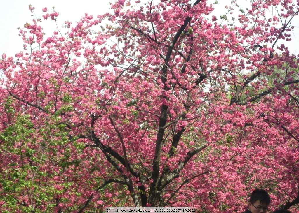 浪漫樱花图片