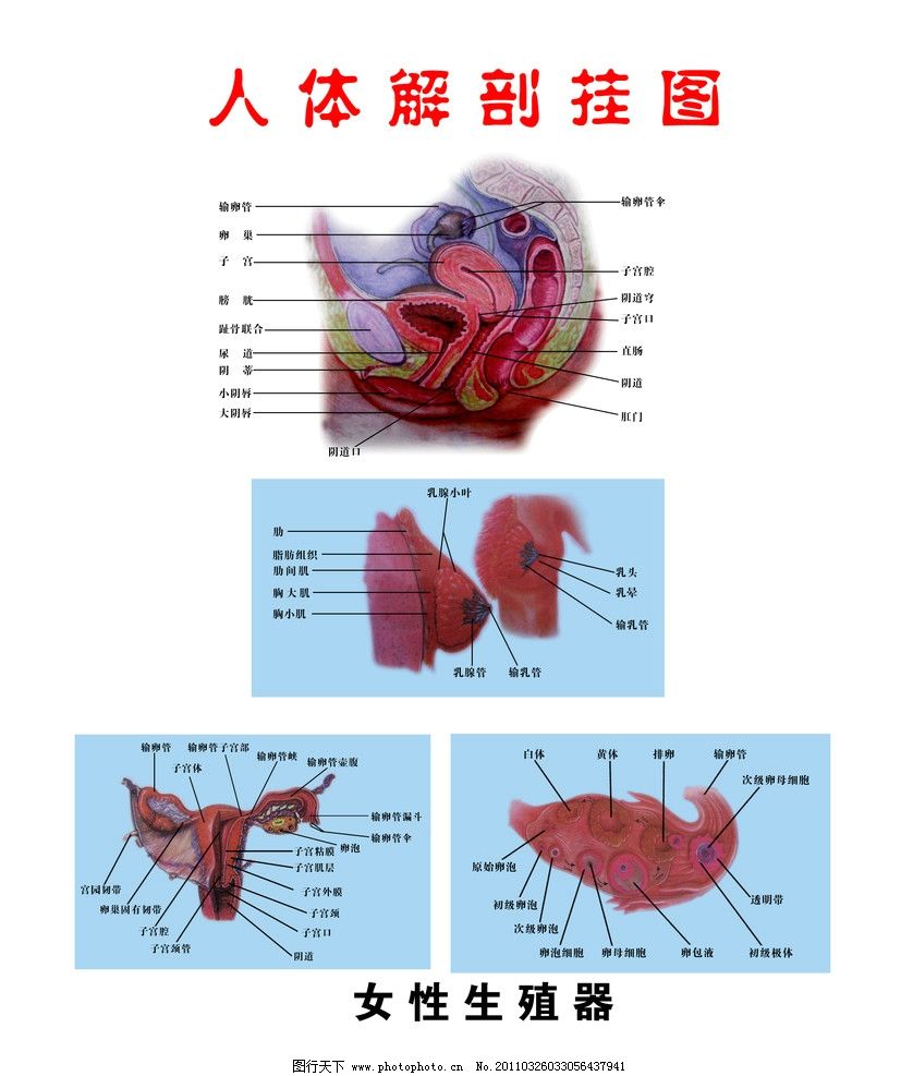 身体构造图片 人体结构图 身体构造 颈椎图片构造图解 人类身体构造