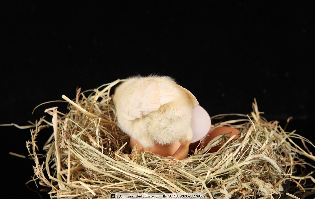刚出生的小鸡图片_家禽家畜_生物世界_图行天
