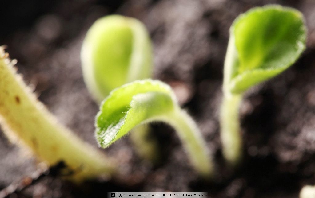 嫩芽 幼苗 绿苗 小苗 土壤 植物幼苗 新生命 绿色 成长 呵护